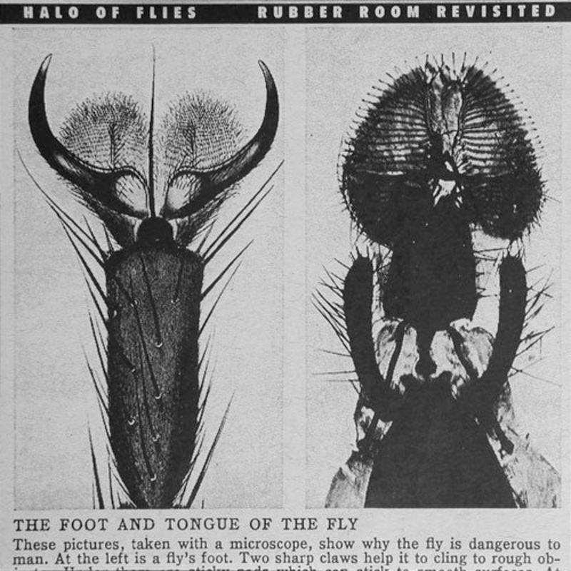 Halo Of Flies  Rubber Room Revisited Vinyl 7″ Record *Used Release*